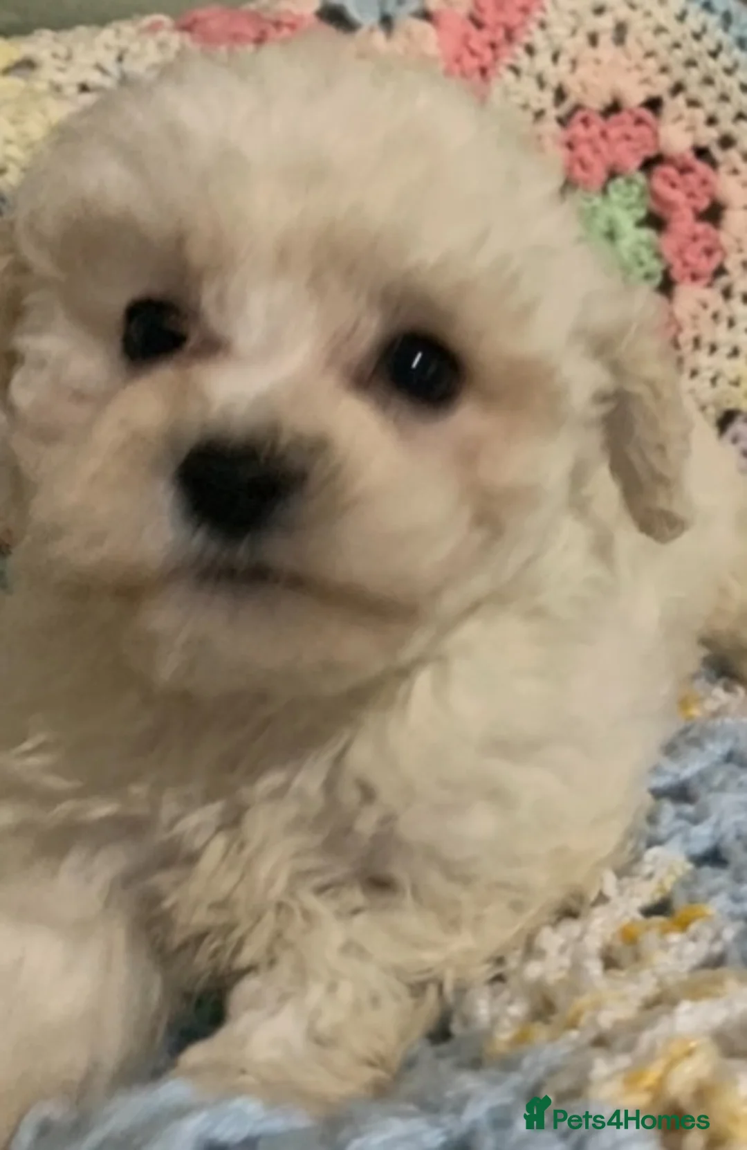 Poochon dogs for sale: Gorgeous Poochon boy  - Advert 1