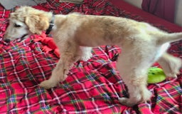 Afghan Hound dogs for sale: Amazing Afgan Hound for sale - Image 8