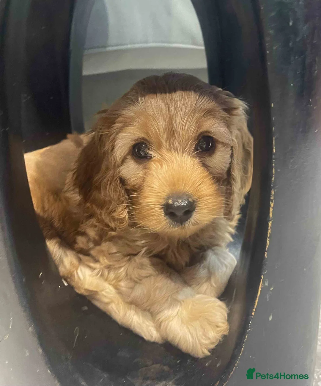 Cockapoo dogs for sale: Blond Boy Cockapoos looking for home - Advert 3