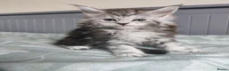 Maine Coon cats for sale: Pure Maine coons kittens ❤️❤️  - Advert 12