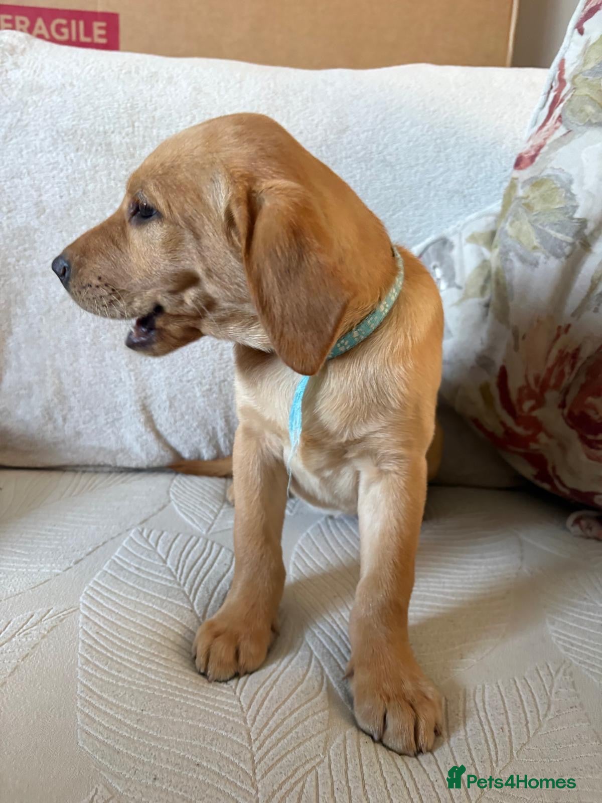 Labrador Retriever dogs Ready now 🐶Stunning Labrador puppies READY NOW 🥰 - Advert 2