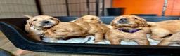 Golden Retriever dogs for sale: Fox Red, KC,  Extensively Health Tested Pups - Advert 6