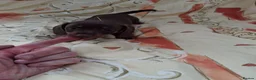 Dachshund dogs for sale: Dachshund puppies ready for new home  - Advert 10