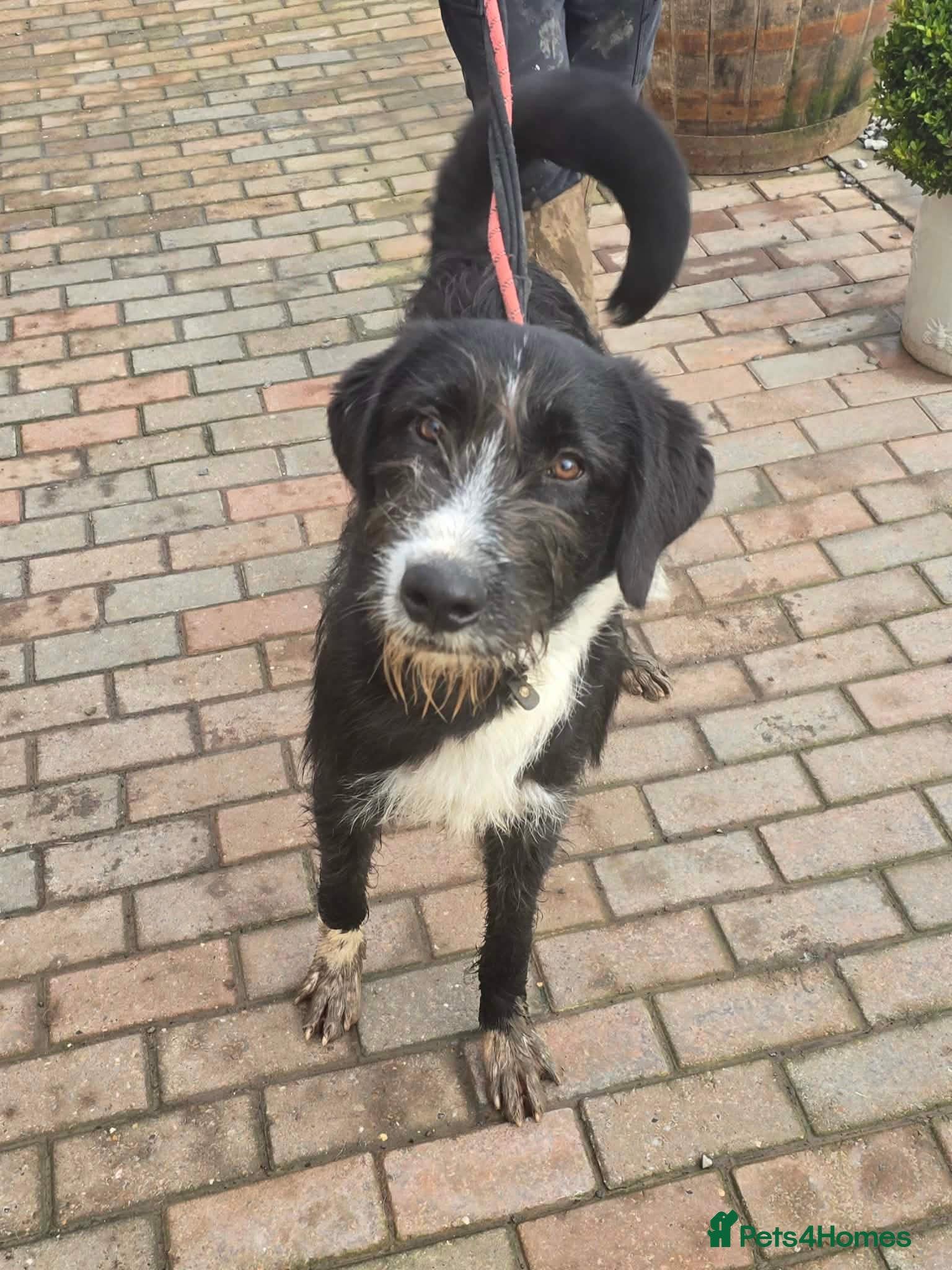 Mixed Breed dogs DONNIE - Guardian breed experience required  - Advert 15