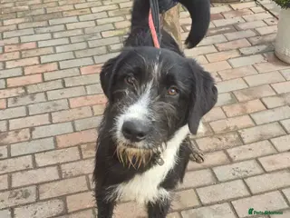 Mixed Breed dogs DONNIE - Guardian breed experience required - Advert 15