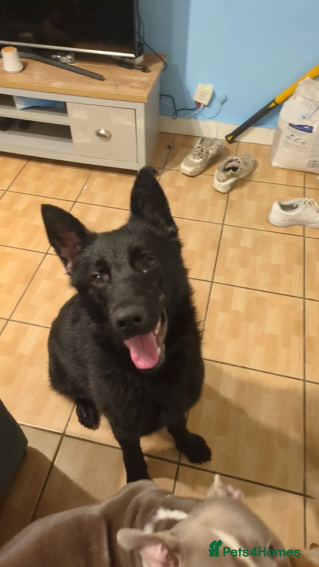 German Shepherd dogs for sale: Female German Shepherd - Advert 1