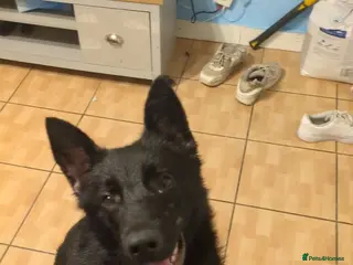 German Shepherd dogs Female German Shepherd - Advert 1