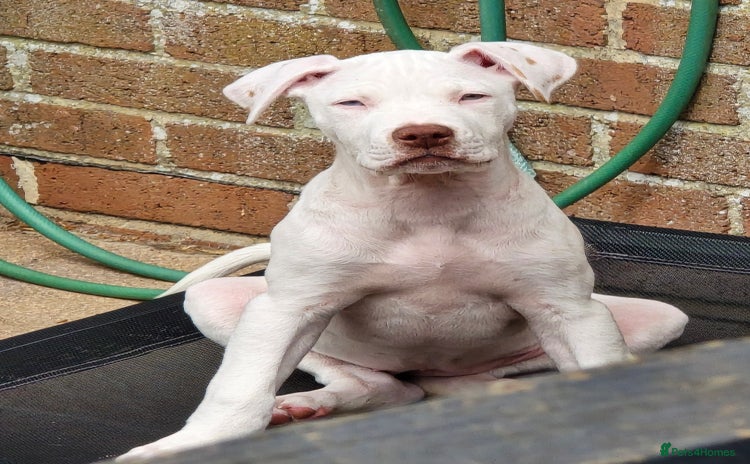 American Bulldog dogs - Advert 1