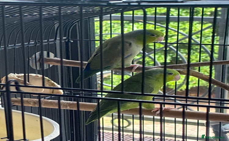 Parrots birds - Advert 2