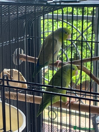 Parrots birds - Advert 2