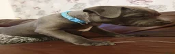 Staffordshire Bull Terrier dogs for sale: Champions blood line Blue Staffordshire Terrier - Advert 11