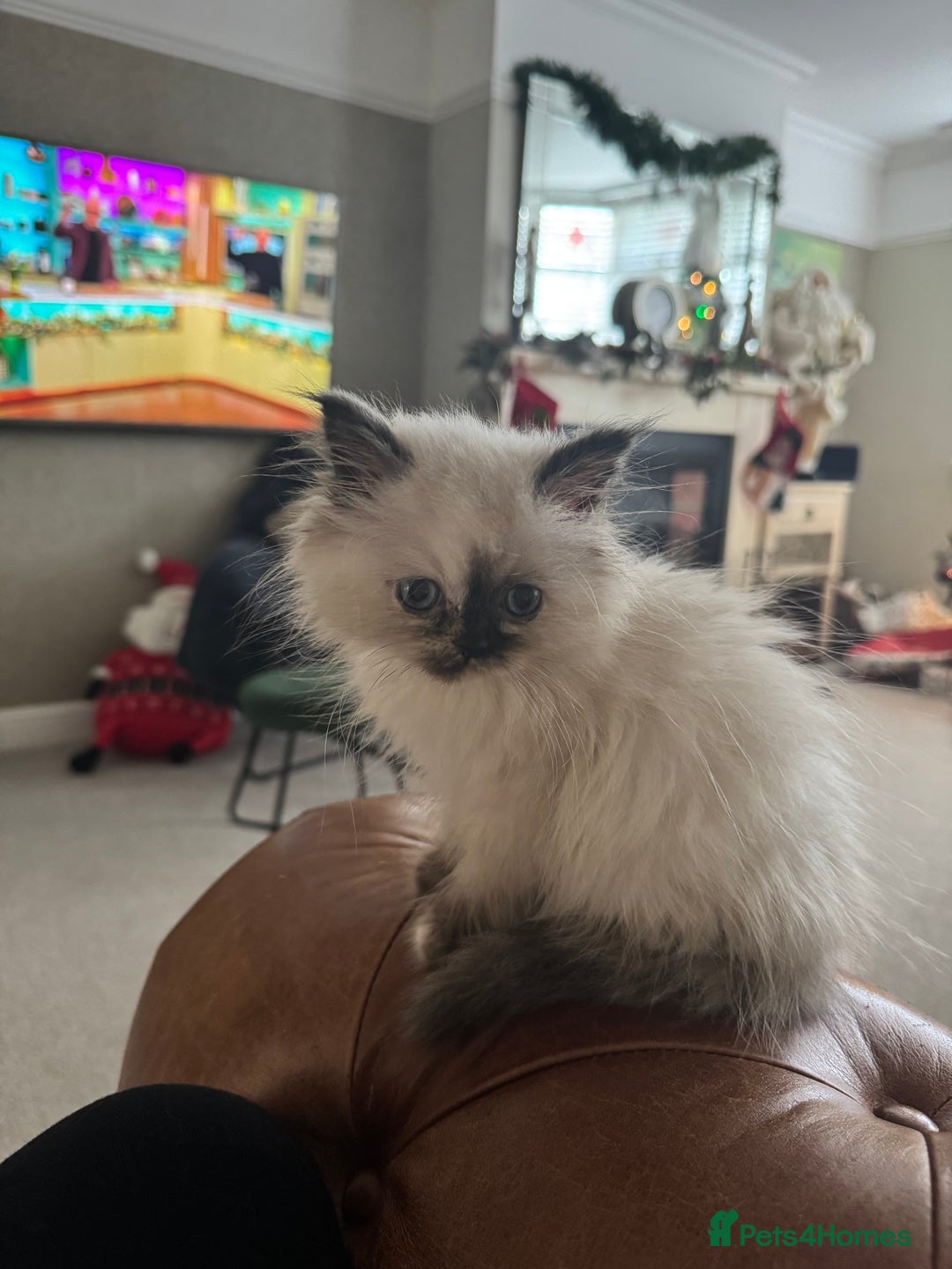Birman cats for sale: Beautiful  Tortie  girl avaible - Advert 4
