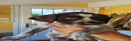 German Wirehaired Pointer dogs for sale: German Wire Haired Pointers - Advert 4