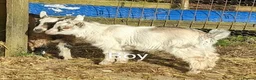 Goats livestock for sale: Pedigree Billy Goat - Advert 7