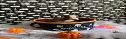 Whippet dogs for sale: Pedigree whippet puppies  in Crook - Advert 4