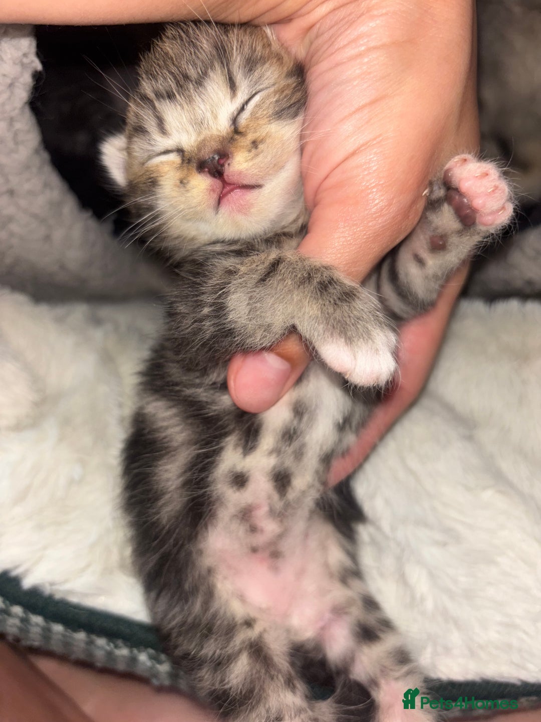 Scottish Fold cats for sale: Scottish Straight Kittens  - Image 3