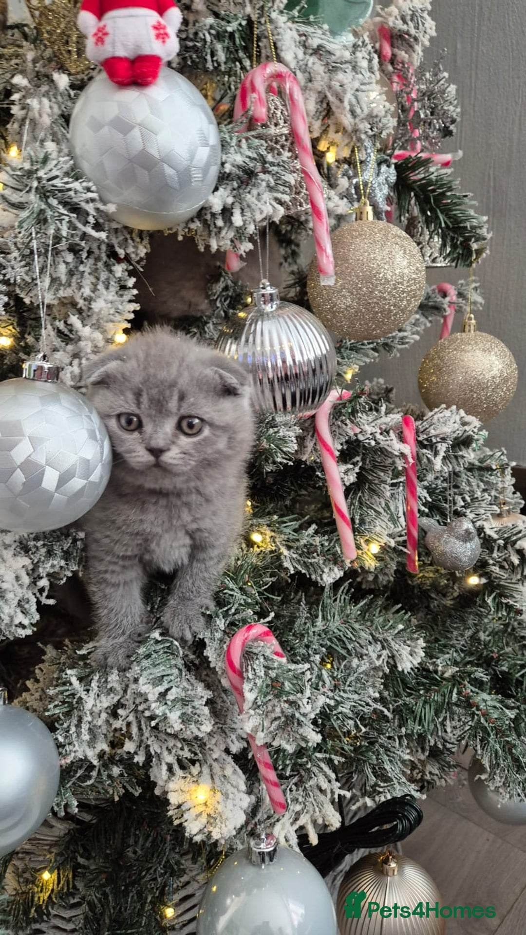 British Shorthair cats for sale: Bundles of joy - Advert 2