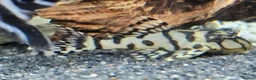 Plecos fish for sale: L236 SUPER WHITES & YELLOW HYPANCISTRUS PLECOS in Oldham - Advert 6