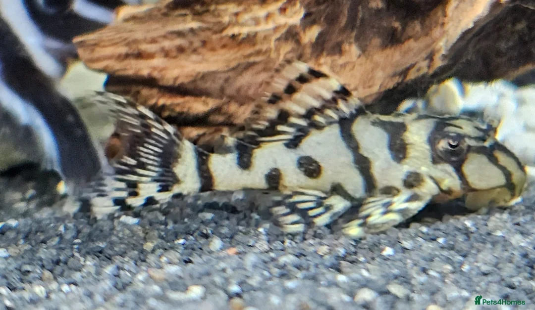 Plecos fish for sale: L236 SUPER WHITES & YELLOW HYPANCISTRUS PLECOS in Oldham - Advert 6