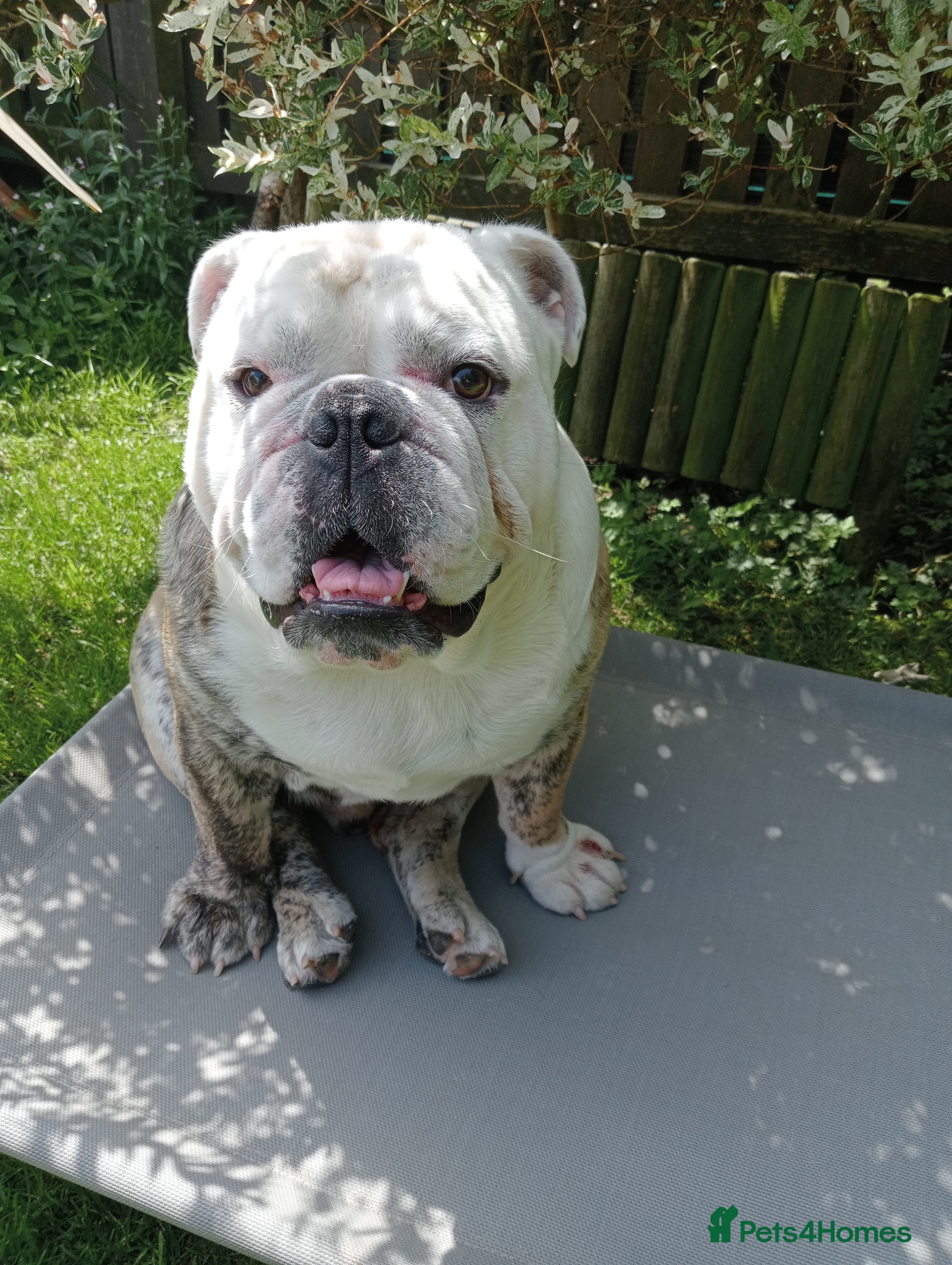 English Bulldog dogs For Stud: Alfie (standard) PROVEN - NOT MERLE  - Advert 9