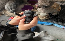 Toy Poodle dogs for sale: Gorgeous KC Toy Poodle Puppies - Image 6