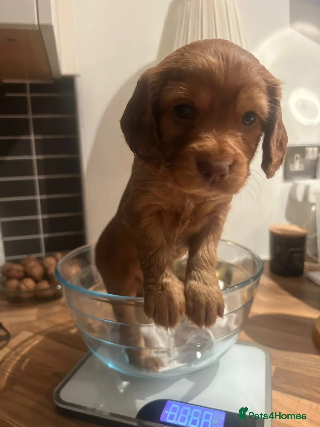 Cocker Spaniel dogs for sale: Stunning Red Kc Working Cocker Spaniels   - Advert 4