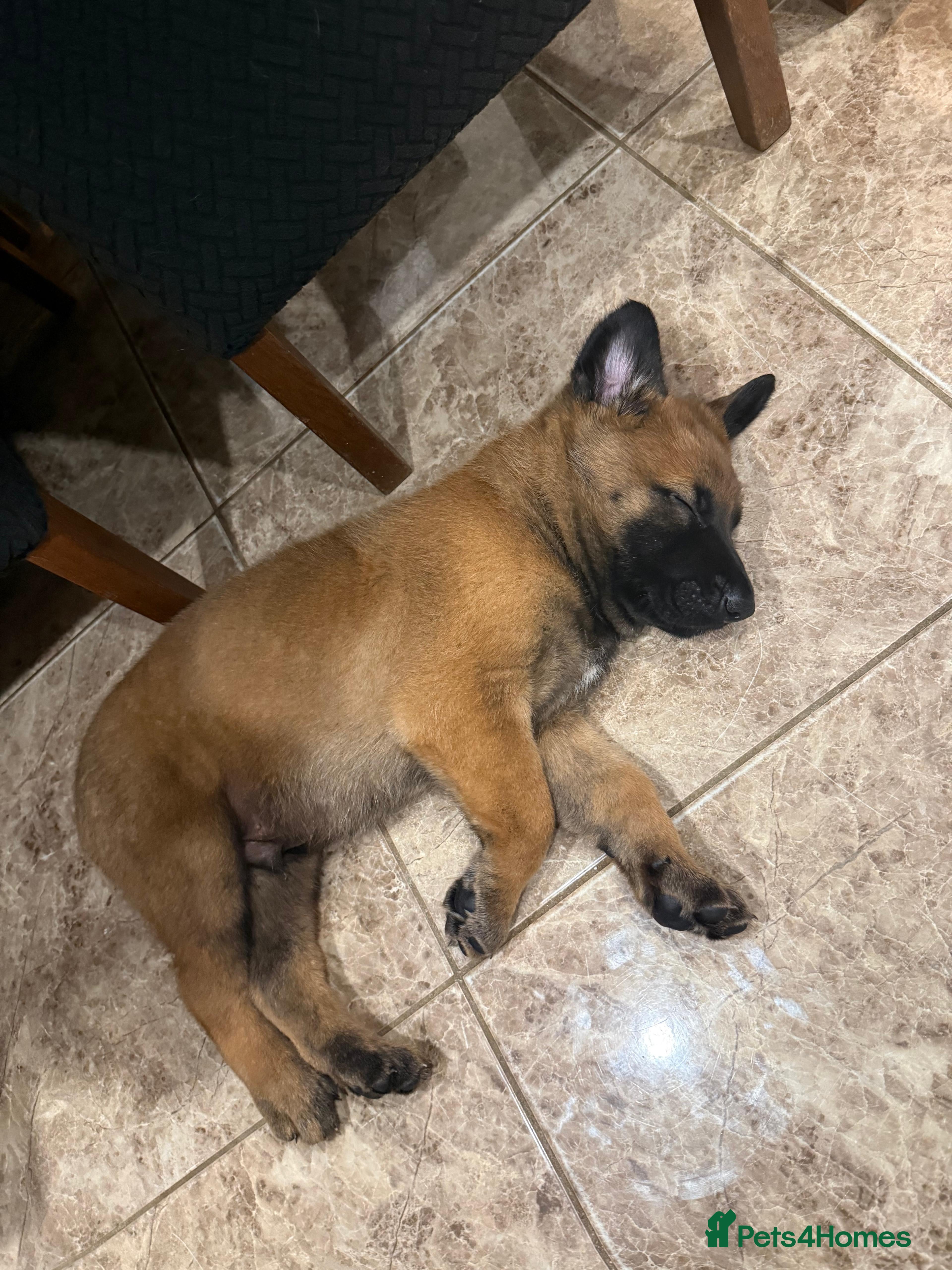 Belgian Shepherd Dog dogs Belgian Malinios (Singleton) Male  - Advert 6