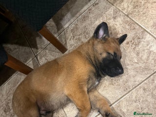 Belgian Shepherd Dog dogs Belgian Malinios (Singleton) Male - Advert 6