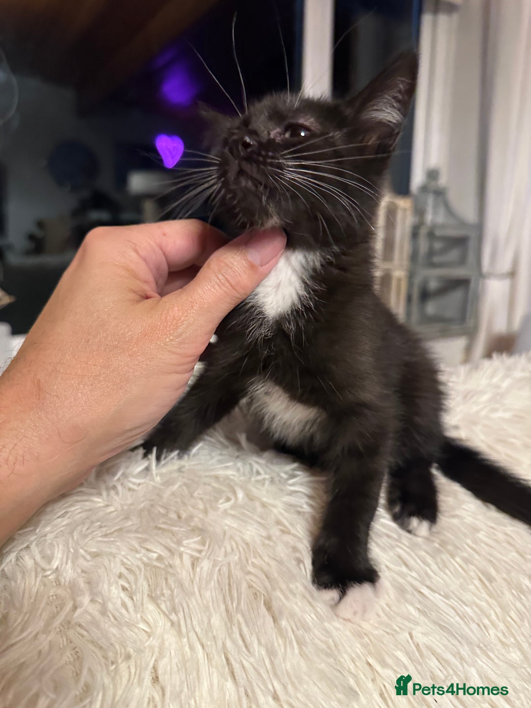 Maine Coon cats for sale: Maine Coon Crosses - Advert 5