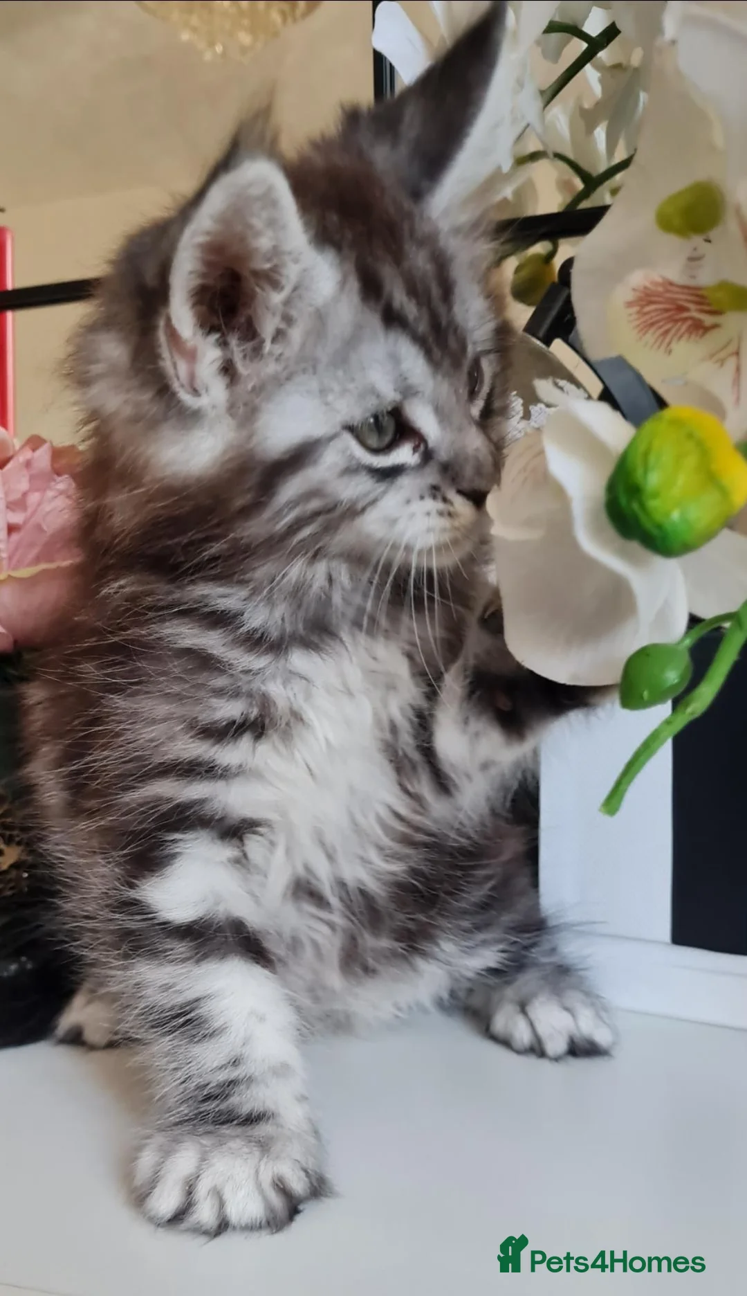 Maine Coon cats for sale: GCCF REGISTERED MAINE COON KITTENS - Advert 2