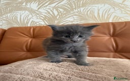 Maine Coon cats for sale: Maine Coon Kittens for sale - Image 22