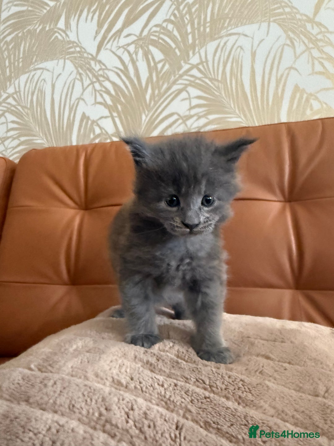 Maine Coon cats for sale: Maine Coon Kittens for sale - Image 22