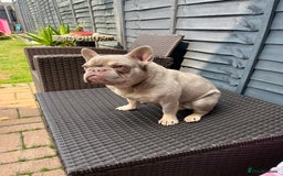 French Bulldog dogs for stud: Male for stud  in Hull - Image 1