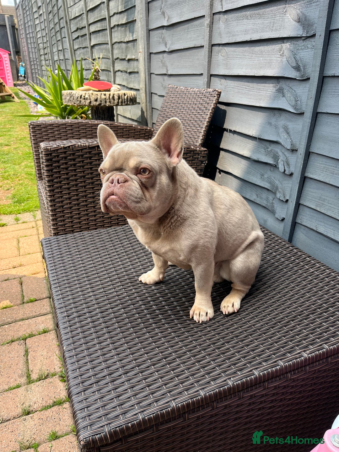 French Bulldog dogs for stud: Male for stud  in Hull - Image 1
