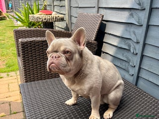 French Bulldog dogs for stud in Hull - Advert 1
