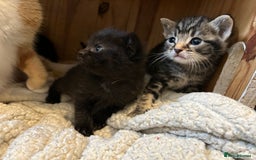 Domestic Shorthair cats for sale: 4 beautiful kittens - Image 1