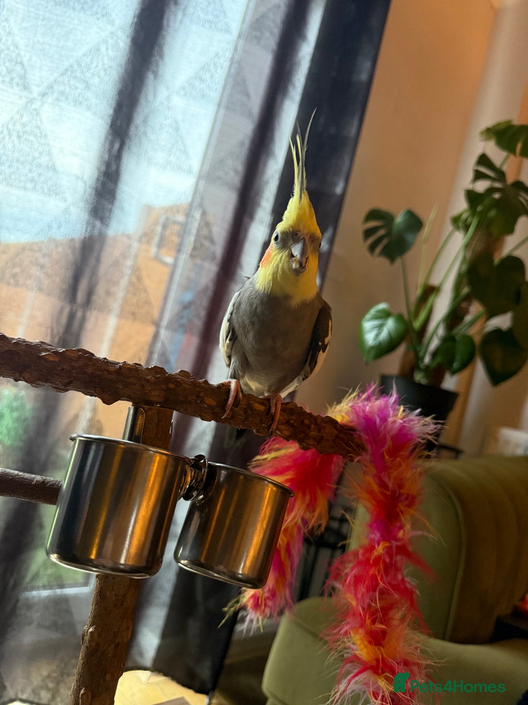 Cockatiels birds for sale: Lovely Tame Male Cockatiel - Advert 4