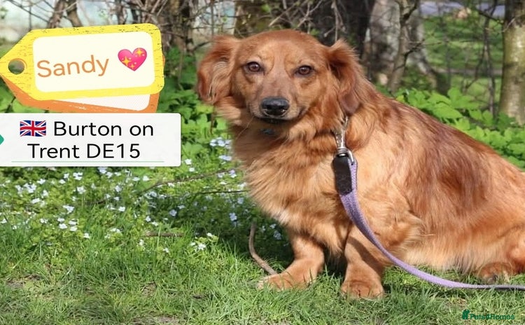 Mixed Breed dogs - Advert 4