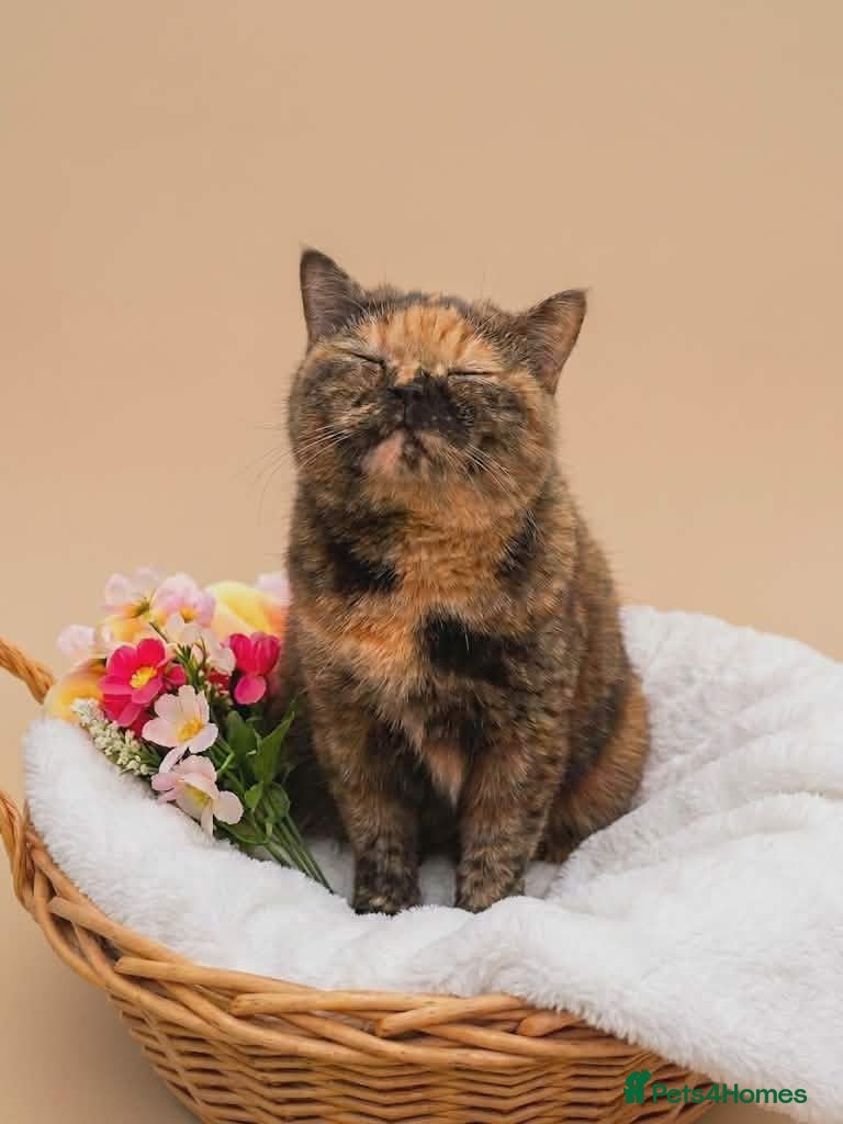 British Shorthair cats ❤️❤️❤️ - Advert 11