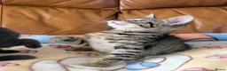 Bengal cats for sale: Adorable friendly Bengal kittens ready now!! - Advert 14