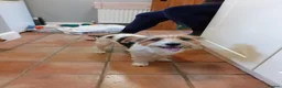 Mixed Breed dogs for adoption: 🐾🍪 COOKIE 🍪🐾 - A small boy for a Loving Home in Wisbech - Advert 11