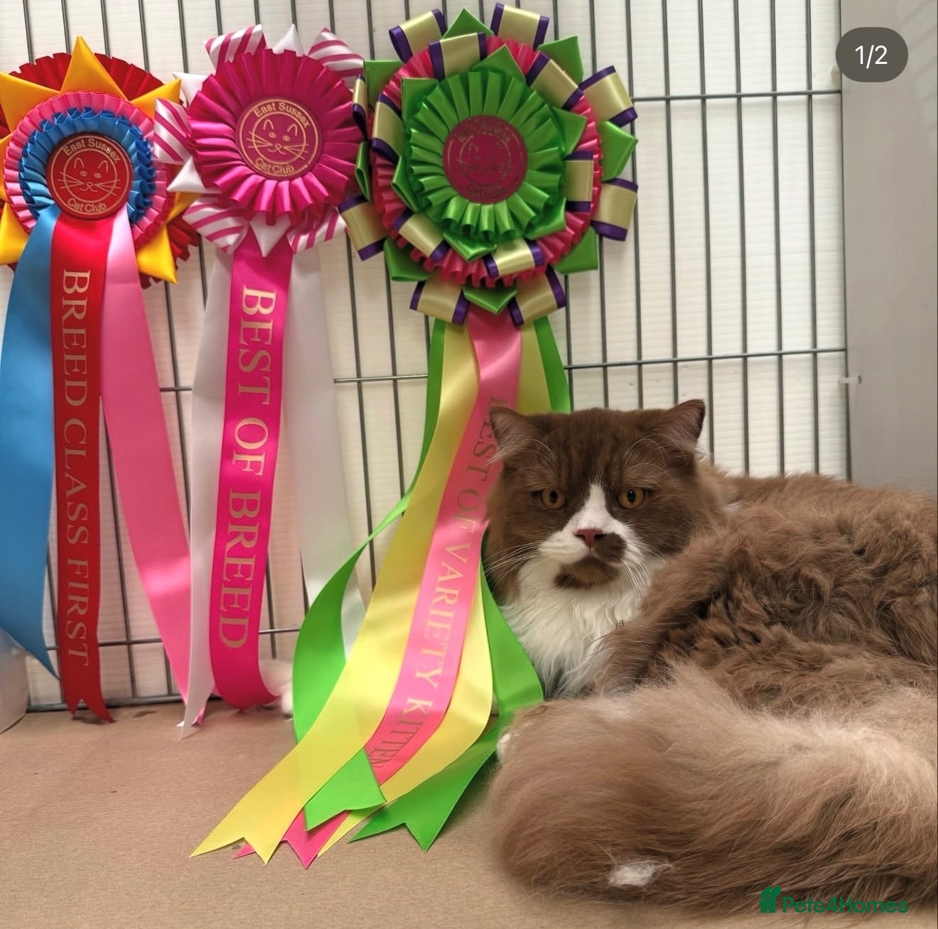 British Longhair cats GCCF Champion British Longhair proven stud - Advert 6