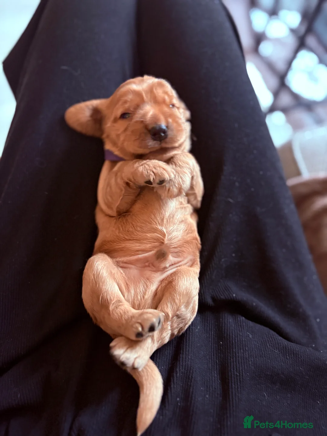 Cocker Spaniel dogs for sale: Show type cocker spaniels - Advert 14