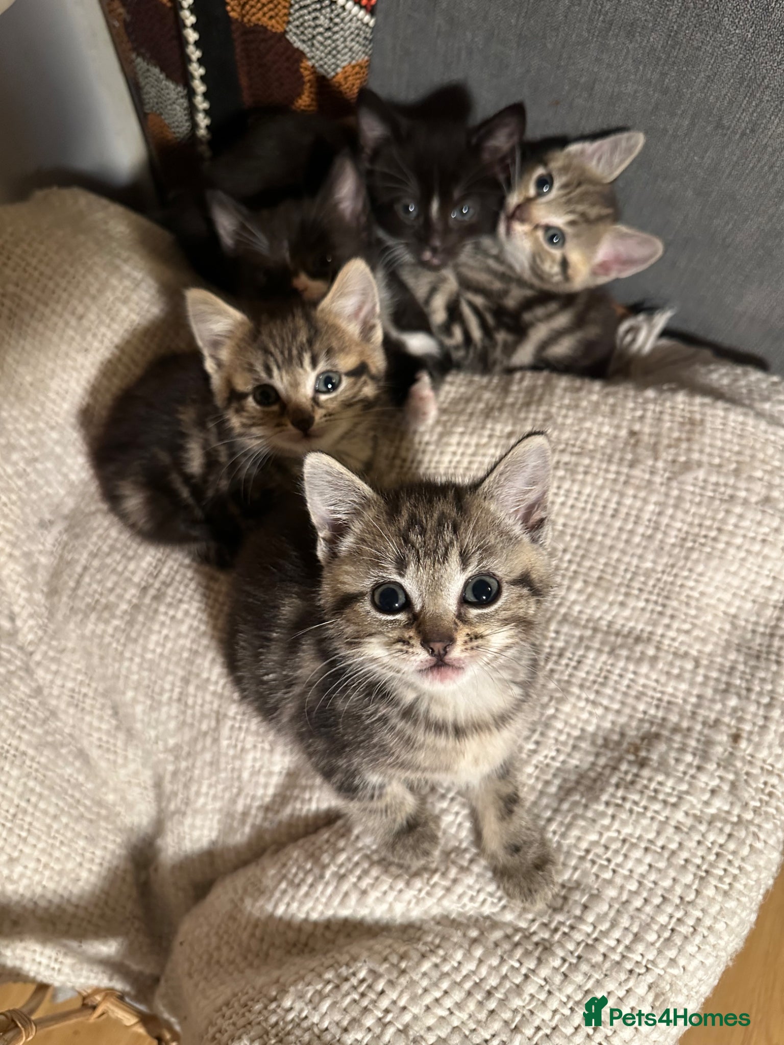 Mixed Breed cats 6 Beautiful Kittens Available  - Advert 2