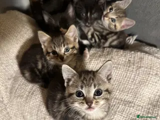 Mixed Breed cats 6 Beautiful Kittens Available - Advert 2