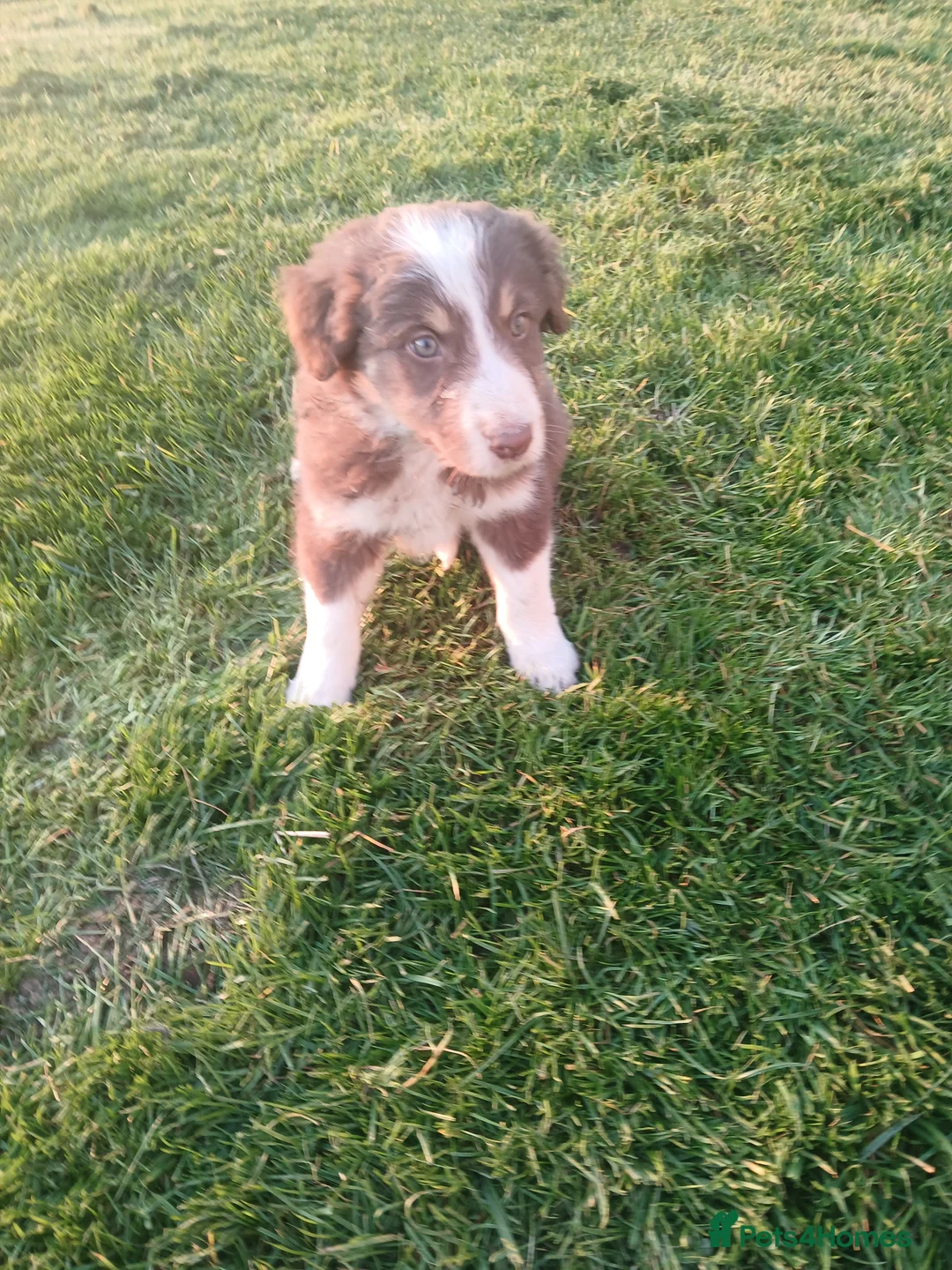 Mixed Breed dogs for sale: Bearded collie x puppies - Advert 2