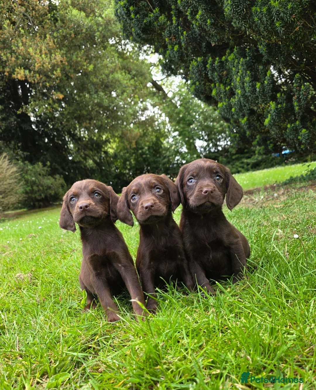 Cockerdor dogs for sale: Beautiful cockadors,HOME REARED and loved.  - Advert 1