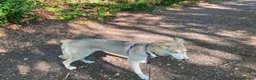 Mixed Breed dogs for adoption: Kira 🩷 in Welwyn - Advert 10