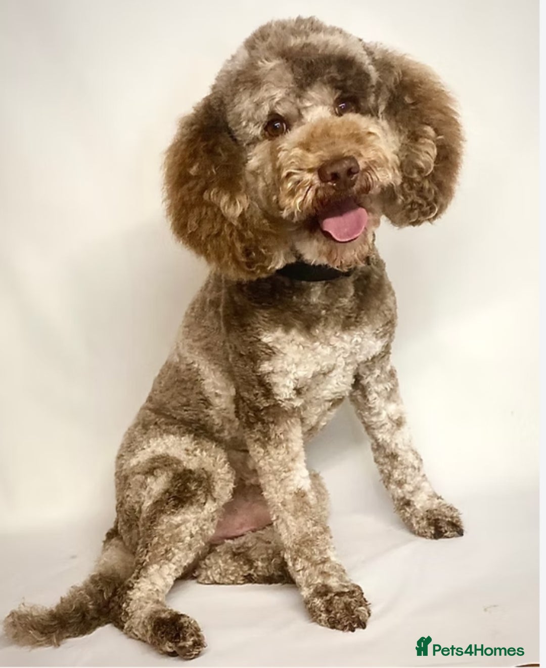 Cavapoo dogs for sale: 🐾 Gorgeous Health Tested F1 Cavapoo Puppies 🐶🐾 - Image 24