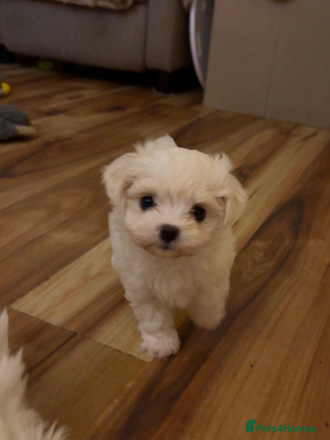 Maltese dogs for sale:  Beautiful maltese - Advert 28